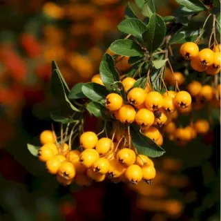 Sea Buckthorn